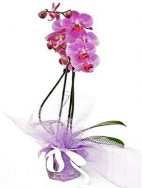 Çift dallı orkide