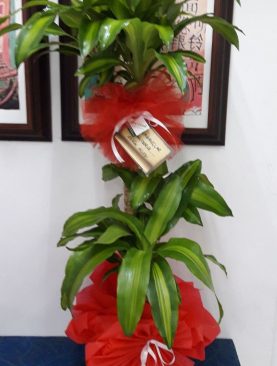 YUKKA SAKSI