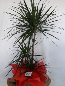 DRESENA SAKSI