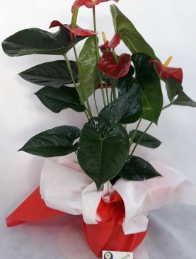 ANTORYUM SAKSI