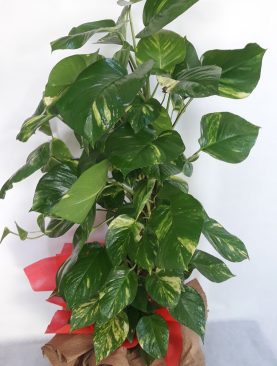 POTHOS SARMAŞIĞI